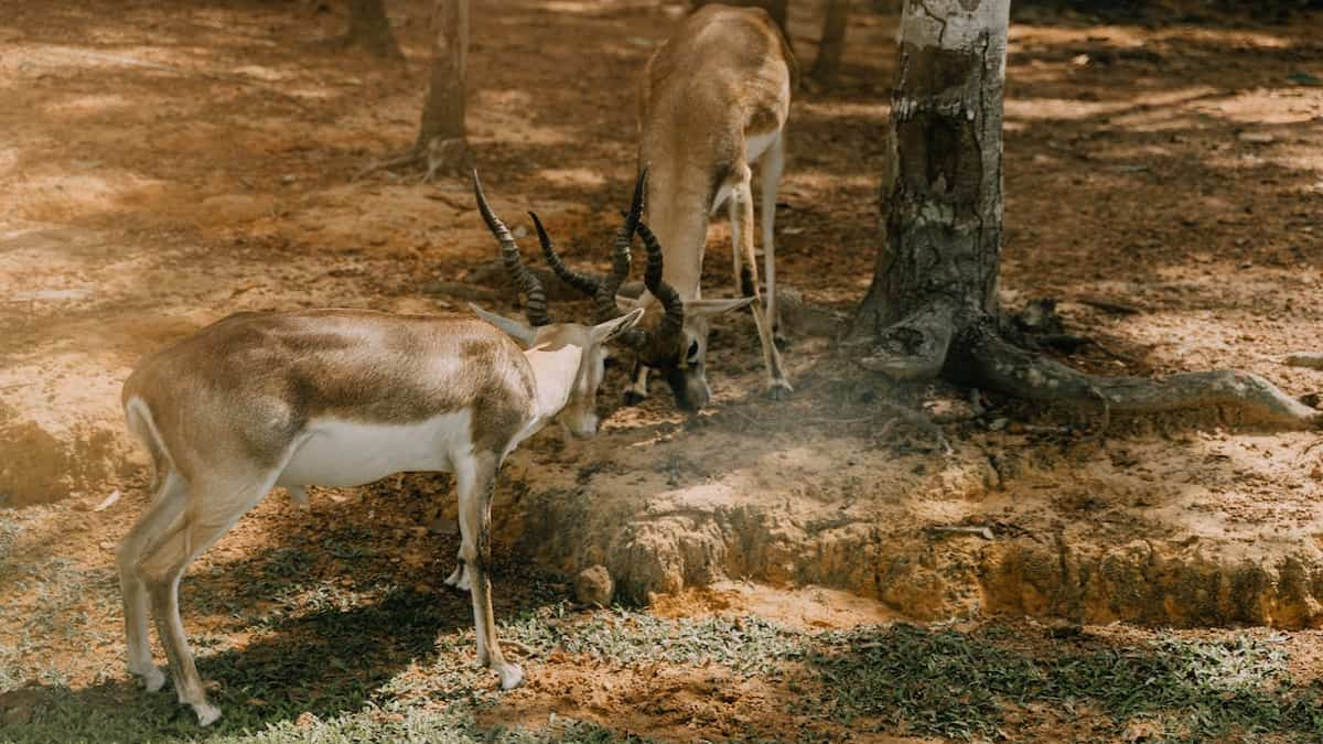 Cotigao Wildlife Sanctuary Goa