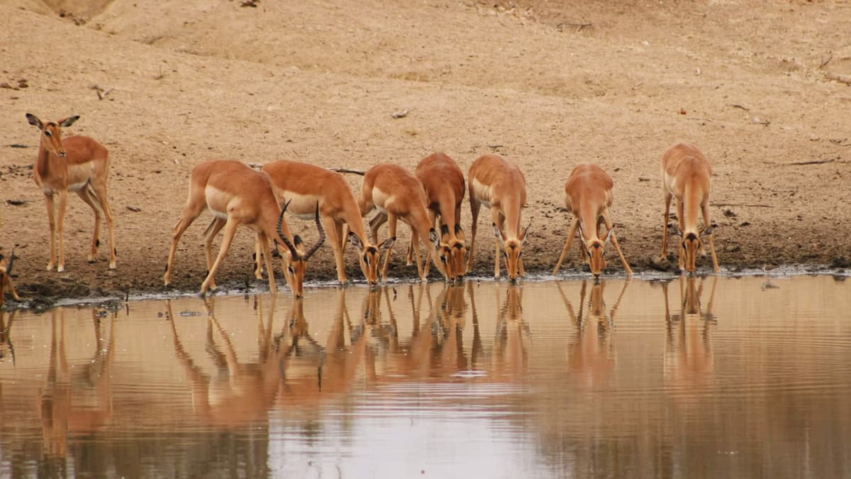 Deolgaon Rehkuri Wildlife Sanctuary Maharashtra