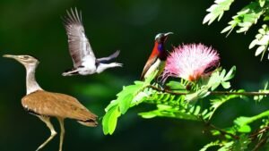 Great Indian Bustard