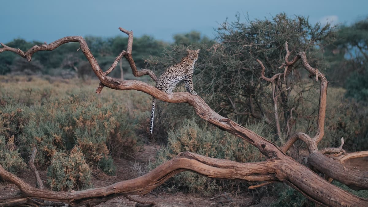 Gautam Budha Wildlife Sanctuary Jharkhand