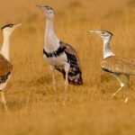 Great Indian Bustard