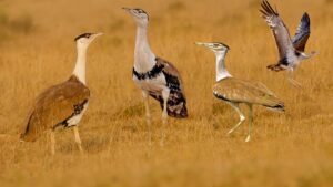 Great Indian Bustard