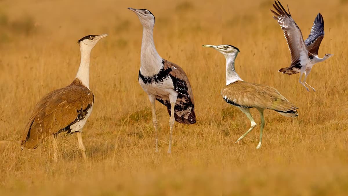 Great Indian Bustard