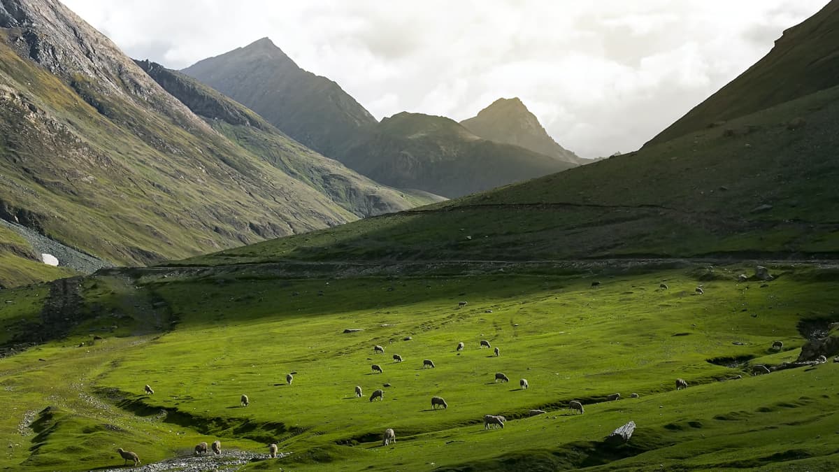 Gulmarg Wildlife Sanctuary Jammu and Kashmir