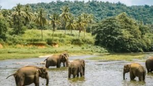 Idukki Wildlife Sanctuary Kerala