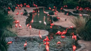 Jore Pokhri Wildlife Sanctuary West Bengal