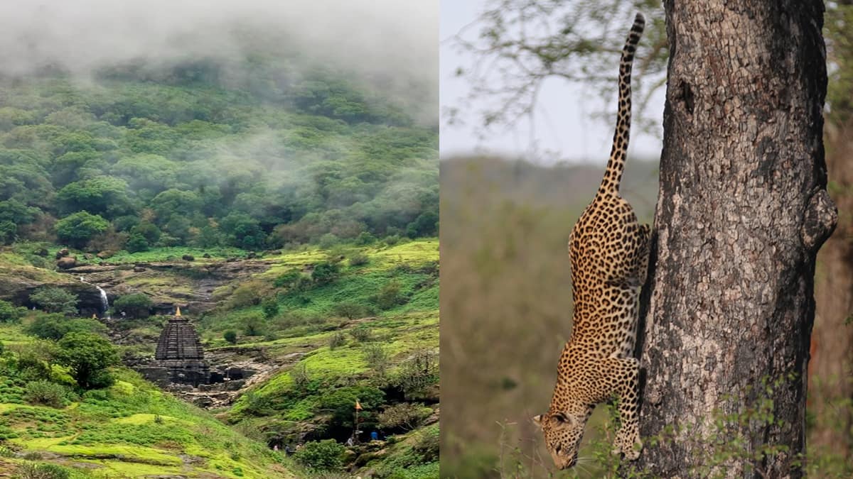 Kalsubai Harishchandragad Wildlife Sanctuary Maharashtra