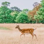 Karanja Sohol Wildlife Sanctuary Maharashtra