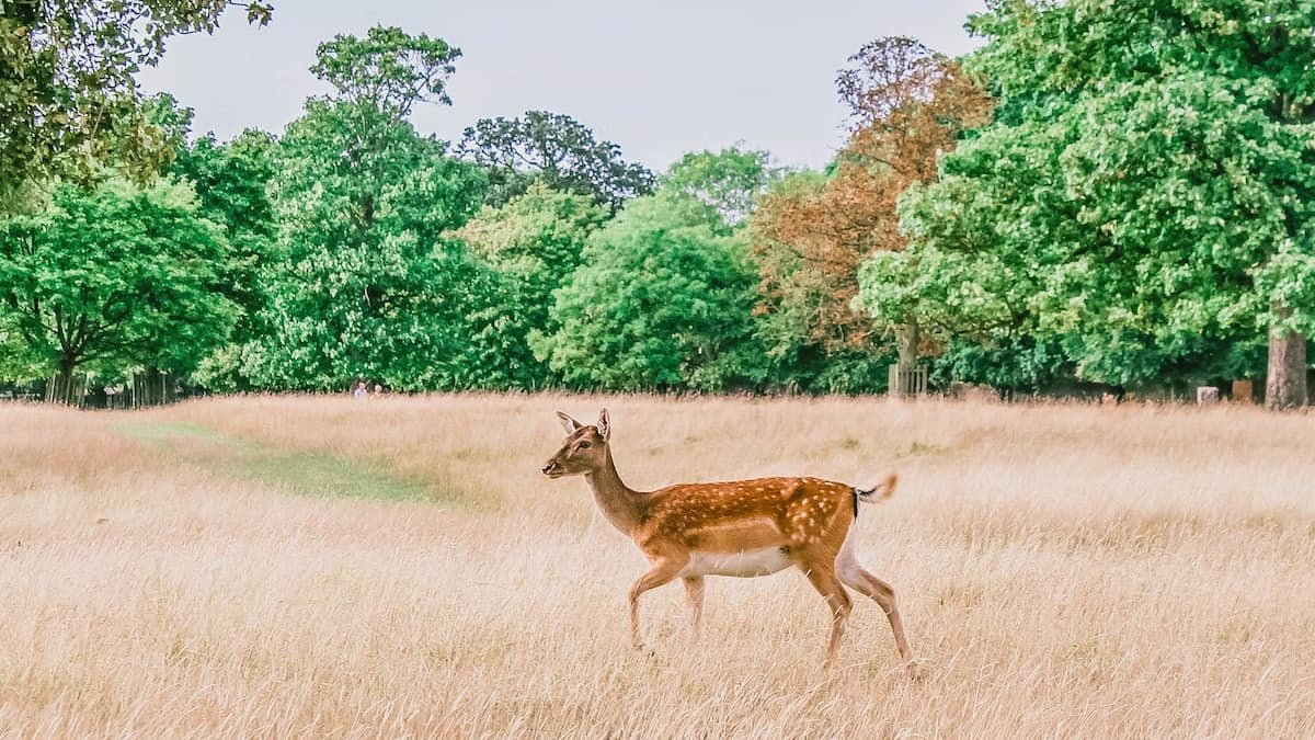 Karanja Sohol Wildlife Sanctuary Maharashtra