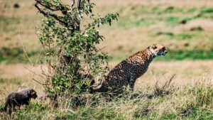 Koka Wildlife Sanctuary Maharashtra