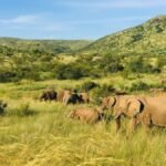 Koyna Wildlife Sanctuary Maharashtra