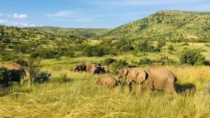 Koyna Wildlife Sanctuary Maharashtra