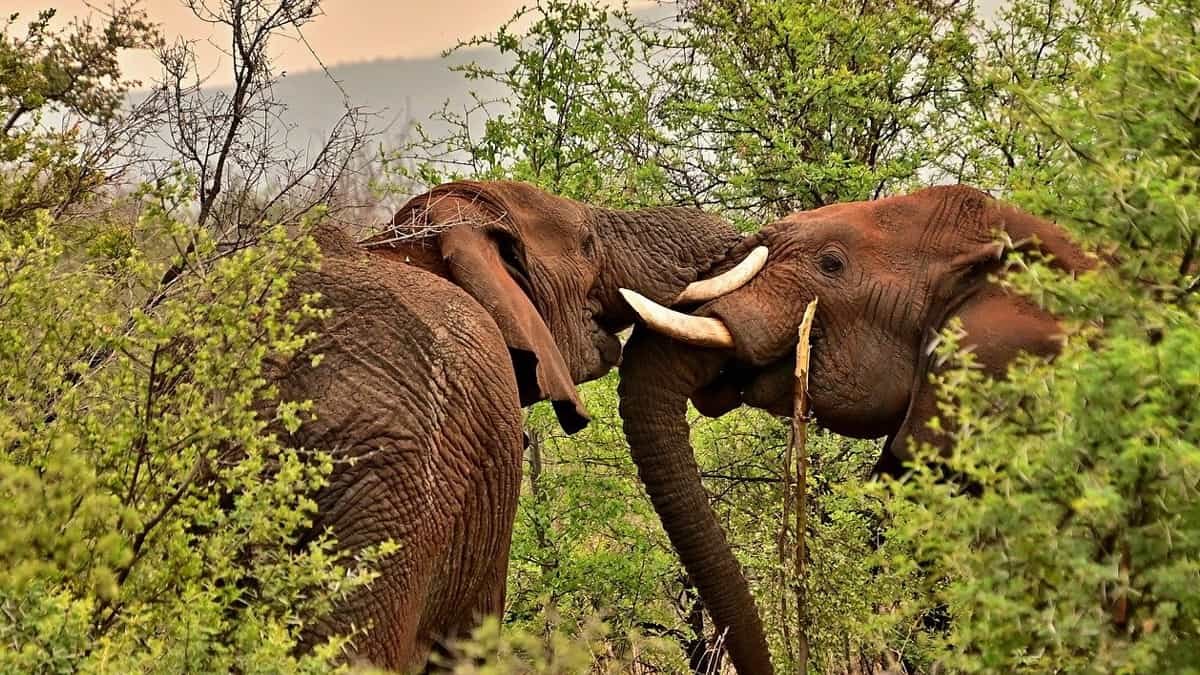 Kurinjimala Sanctuary Kerala