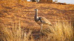 Kutch Bustard Sanctuary Gujarat