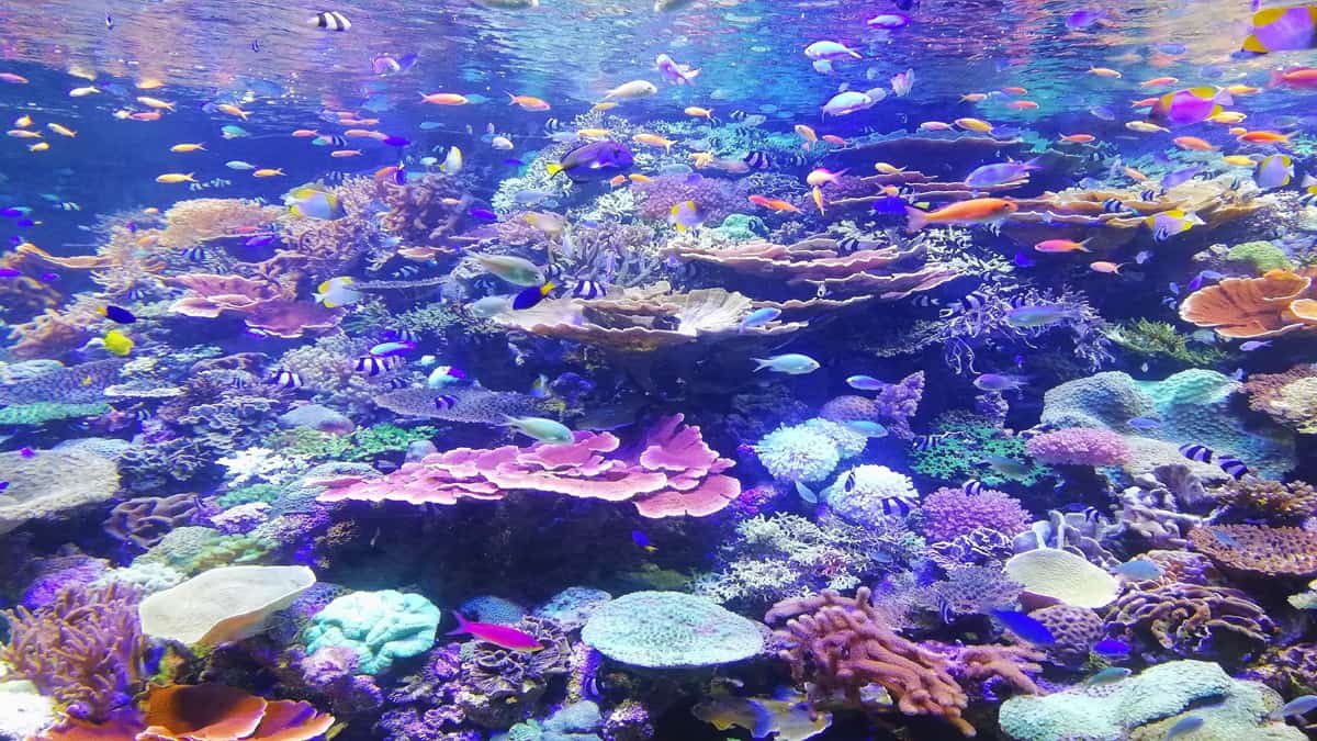 Malvan Marine Wildlife Sanctuary Maharashtra