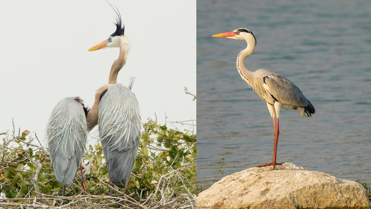 Mangalavanam Bird Sanctuary Kerala