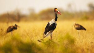 Mayani Bird Sanctuary Maharashtra