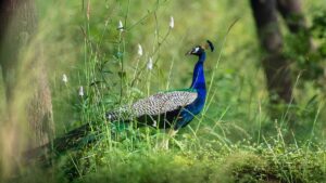 Nagzira Wildlife Sanctuary Maharashtra