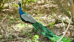 Naigaon Mayur Wildlife Sanctuary Maharashtra