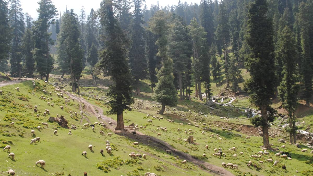 Nandni Wildlife Sanctuary Jammu and Kashmir