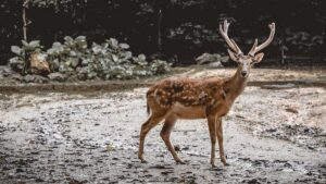 Narnala Wildlife Sanctuary Maharashtra