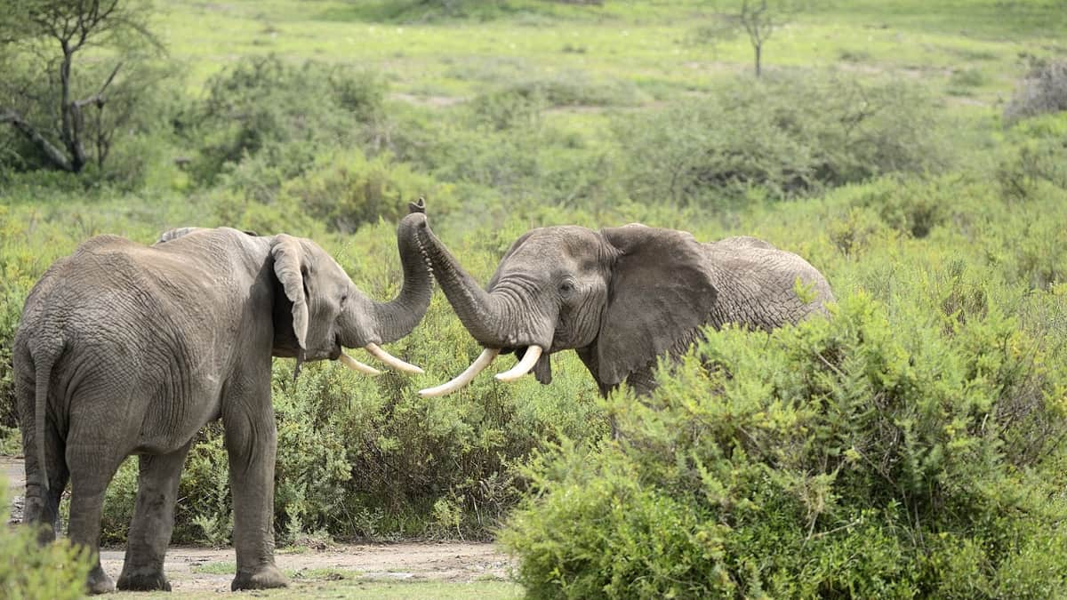 Netravali Wildlife Sanctuary Goa