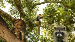 Nongkhyllem Wildlife Sanctuary Meghalaya