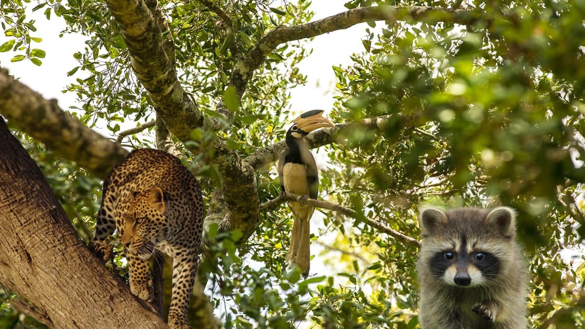 Nongkhyllem Wildlife Sanctuary Meghalaya