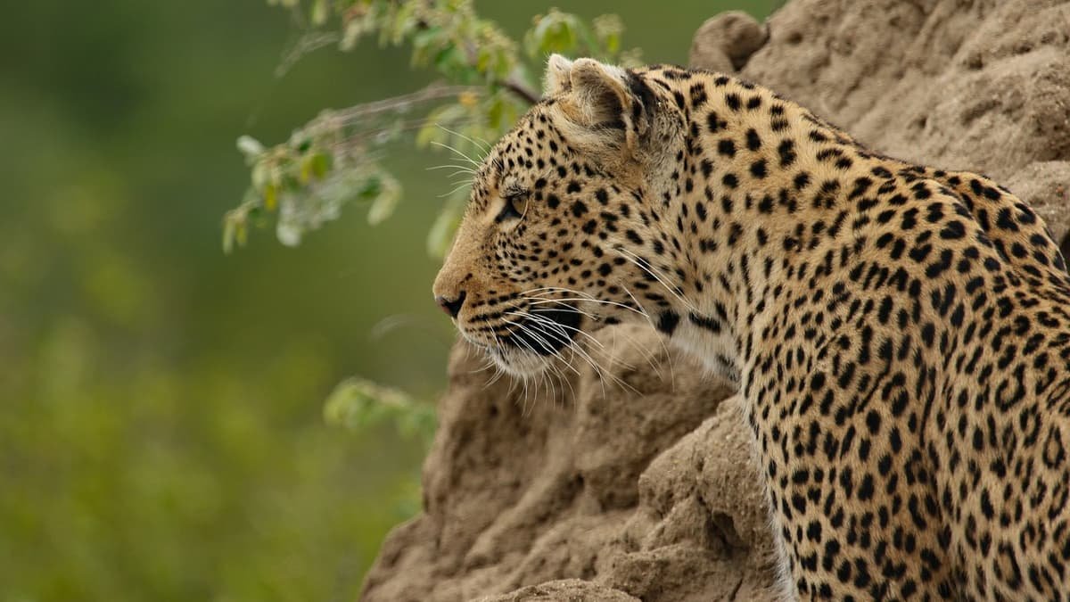 Nugu Wildlife Sanctuary Karnataka