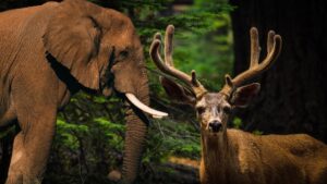 Painganga Wildlife Sanctuary Maharashtra