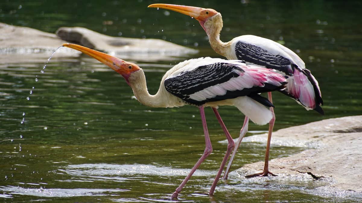 Pathiramanal Bird Sanctuary Kerala