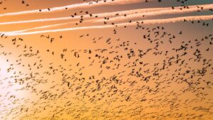 Porbandar Bird Sanctuary Gujarat