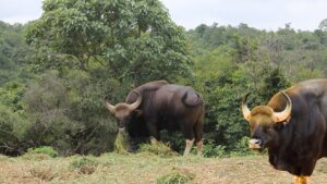 Radhanagari Wildlife Sanctuary Maharashtra