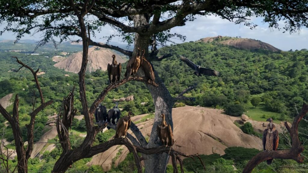 Ramadevarabetta Vulture Sanctuary Karnataka