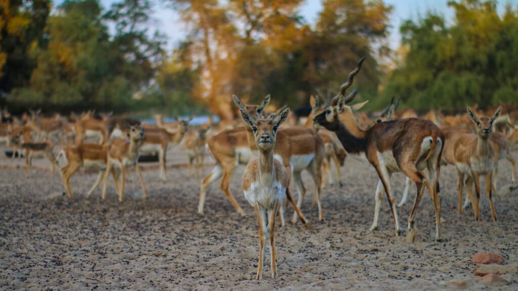 Rampara Vidi Wildlife Sanctuary Gujarat
