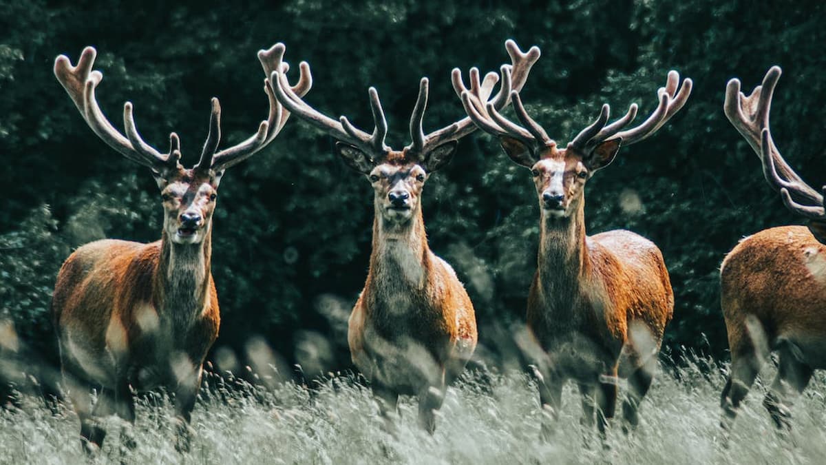 Rohila Wildlife Sanctuary Himachal Pradesh