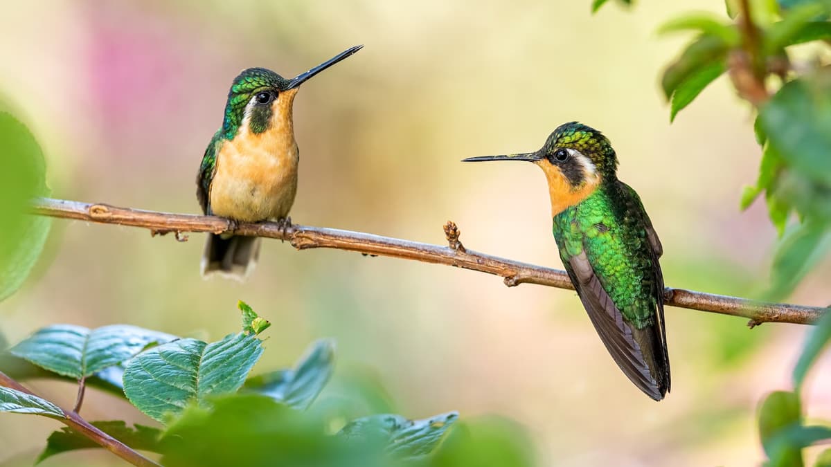 Salim Ali Bird Sanctuary Goa