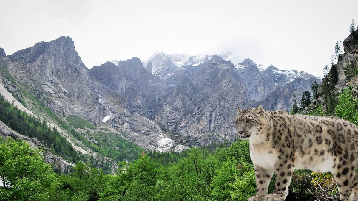 Sangla Valley Rakchham Chitkul Wildlife Sanctuary Himachal Pradesh