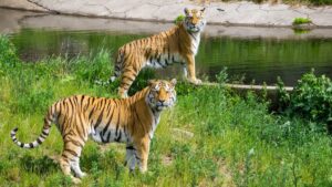 Satpura National Park Madhya Pradesh