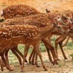 Senchal Wildlife Sanctuary West Bengal