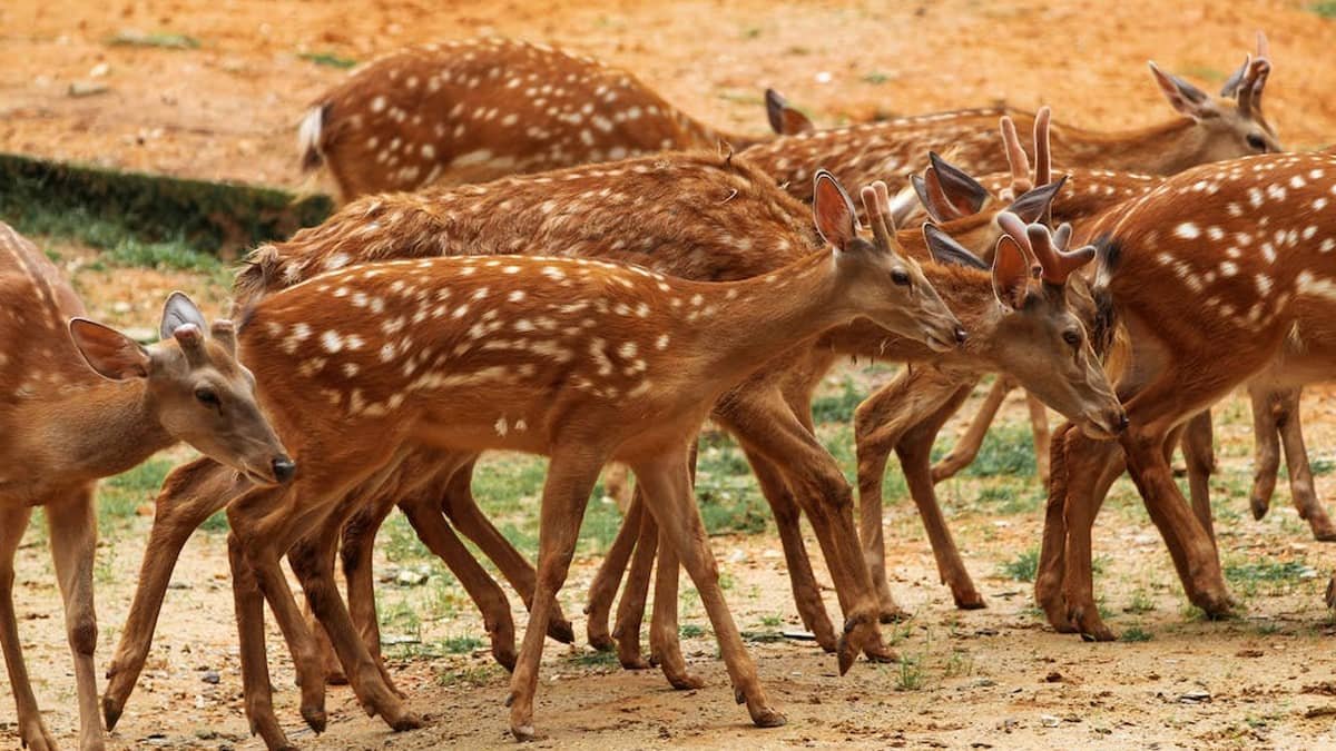 Senchal Wildlife Sanctuary West Bengal