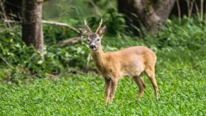 Sudhagad Wildlife Sanctuary Maharashtra