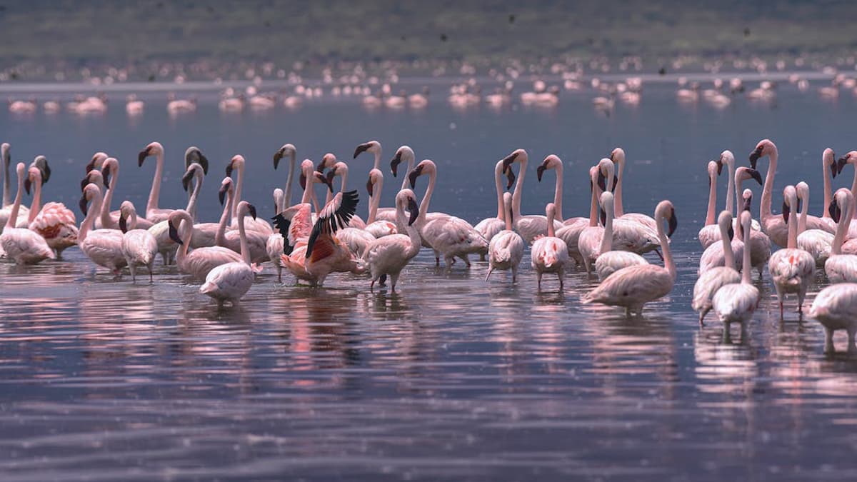 Surinsar Mansar Wildlife Sanctuary Jammu and Kashmir