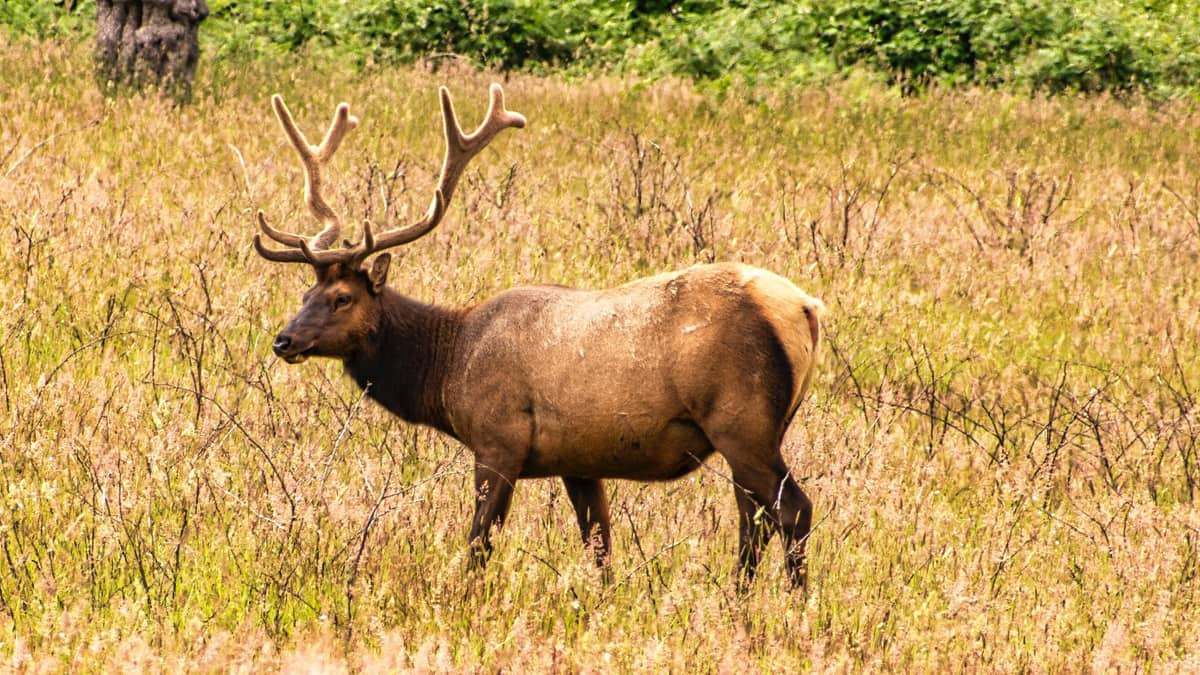 Talakaveri Wildlife Sanctuary Karnataka