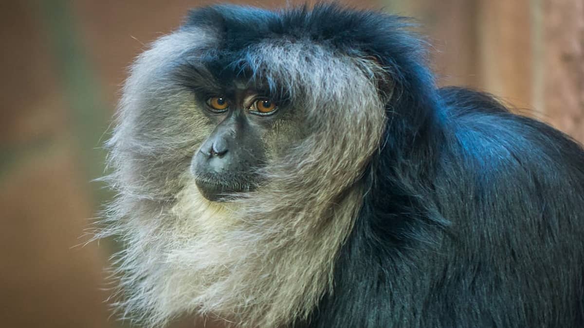 Tamhini Wildlife Sanctuary Maharashtra