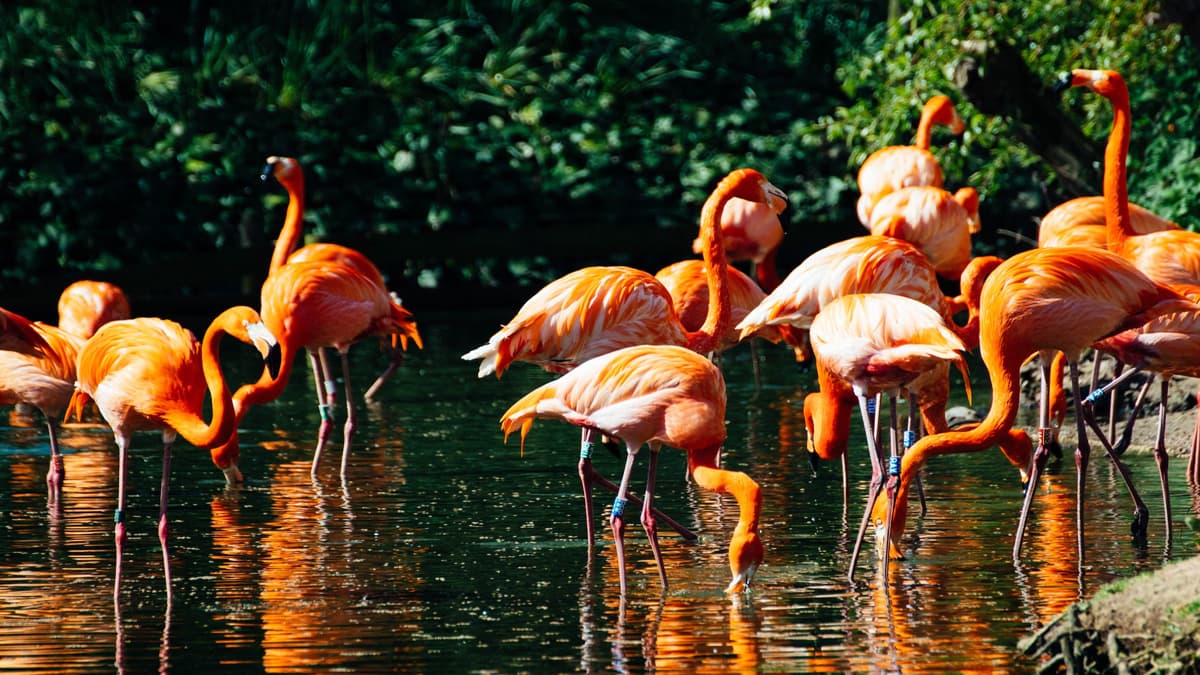 hane Creek Flamingo Wildlife Sanctuary Maharashtra