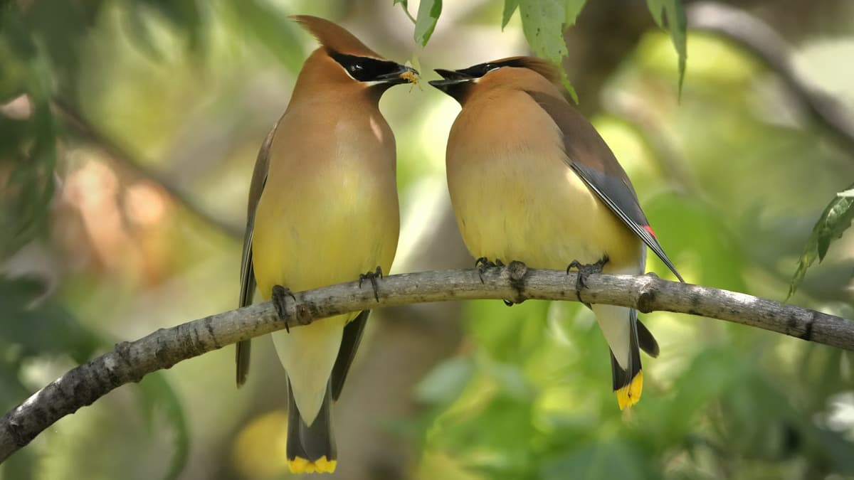 Thol Bird Sanctuary Gujarat