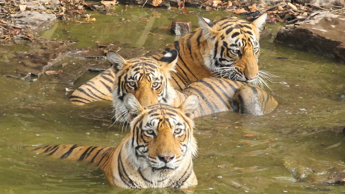 Umred Kharngla Wildlife Sanctuary Maharashtra