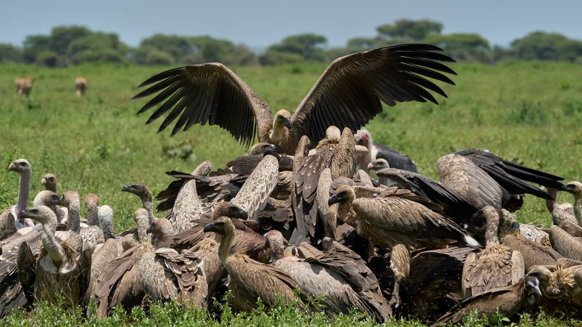 Vulture Sanctuary Karnatak