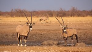 Yadahalli Chinkara Wildlife Sanctuary Karnataka